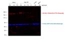 Sheep IgG (H+L) Cross-Adsorbed Secondary Antibody in Western Blot (WB)