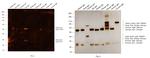 Sheep IgG (H+L) Cross-Adsorbed Secondary Antibody in Western Blot (WB)