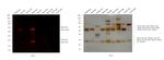 Sheep IgG (H+L) Cross-Adsorbed Secondary Antibody in Western Blot (WB)