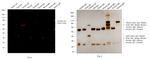 Chicken IgY (H+L) Cross-Adsorbed Secondary Antibody in Western Blot (WB)