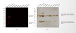 Guinea Pig IgG (H+L) Highly Cross-Adsorbed Secondary Antibody in Western Blot (WB)