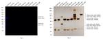 Rabbit IgG (H+L) Highly Cross-Adsorbed Secondary Antibody