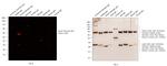 Syrian Hamster IgG (H+L) Cross-Adsorbed Secondary Antibody in Western Blot (WB)