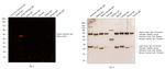 Syrian Hamster IgG (H+L) Cross-Adsorbed Secondary Antibody in Western Blot (WB)