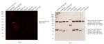 Syrian Hamster IgG (H+L) Cross-Adsorbed Secondary Antibody