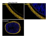 Mouse IgG1 Cross-Adsorbed Secondary Antibody in Immunohistochemistry (Paraffin) (IHC (P))