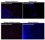 Mouse IgG1 Cross-Adsorbed Secondary Antibody in Immunohistochemistry (Paraffin) (IHC (P))