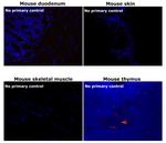 Mouse IgG1 Cross-Adsorbed Secondary Antibody in Immunohistochemistry (Paraffin) (IHC (P))