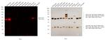 Mouse IgG1 Cross-Adsorbed Secondary Antibody in Western Blot (WB)