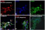 Mouse IgG1 Cross-Adsorbed Secondary Antibody in Immunocytochemistry (ICC/IF)