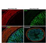 Mouse IgG1 Cross-Adsorbed Secondary Antibody in Immunohistochemistry (Paraffin) (IHC (P))