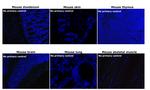 Mouse IgG1 Cross-Adsorbed Secondary Antibody in Immunohistochemistry (Paraffin) (IHC (P))