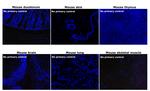 Mouse IgG1 Cross-Adsorbed Secondary Antibody in Immunohistochemistry (Paraffin) (IHC (P))