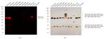 Mouse IgG1 Cross-Adsorbed Secondary Antibody in Western Blot (WB)