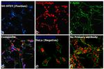 Mouse IgG2a Cross-Adsorbed Secondary Antibody in Immunocytochemistry (ICC/IF)