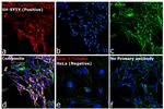 Mouse IgG2a Cross-Adsorbed Secondary Antibody in Immunocytochemistry (ICC/IF)