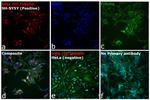 Mouse IgG2a Cross-Adsorbed Secondary Antibody in Immunocytochemistry (ICC/IF)