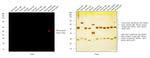 Mouse IgG2b Cross-Adsorbed Secondary Antibody