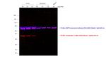 Mouse IgG2b Cross-Adsorbed Secondary Antibody in Western Blot (WB)