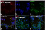 Mouse IgG2b Cross-Adsorbed Secondary Antibody in Immunocytochemistry (ICC/IF)