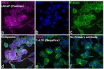 Mouse IgG2b Secondary Antibody in Immunocytochemistry (ICC/IF)