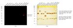 Mouse IgG2b Secondary Antibody