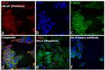 Mouse IgG2b Cross-Adsorbed Secondary Antibody in Immunocytochemistry (ICC/IF)