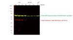 Mouse IgG2b Cross-Adsorbed Secondary Antibody in Western Blot (WB)