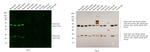 Mouse IgG (H+L) Cross-Adsorbed Secondary Antibody in Western Blot (WB)