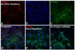 Mouse IgG (H+L) Cross-Adsorbed Secondary Antibody in Immunocytochemistry (ICC/IF)