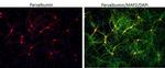 Rabbit IgG (H+L) Highly Cross-Adsorbed Secondary Antibody in Immunocytochemistry (ICC/IF)