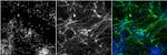 Rabbit IgG (H+L) Highly Cross-Adsorbed Secondary Antibody in Immunohistochemistry (Frozen) (IHC (F))