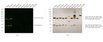 Rat IgG (H+L) Cross-Adsorbed Secondary Antibody