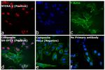 Rat IgG (H+L) Cross-Adsorbed Secondary Antibody in Immunocytochemistry (ICC/IF)