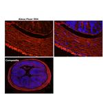 Rat IgG (H+L) Cross-Adsorbed Secondary Antibody in Immunohistochemistry (Paraffin) (IHC (P))