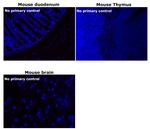 Rat IgG (H+L) Cross-Adsorbed Secondary Antibody in Immunohistochemistry (Paraffin) (IHC (P))