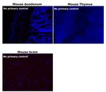 Rat IgG (H+L) Cross-Adsorbed Secondary Antibody in Immunohistochemistry (Paraffin) (IHC (P))