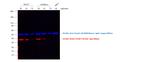 Rat IgG (H+L) Cross-Adsorbed Secondary Antibody in Western Blot (WB)