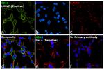 Goat IgG (H+L) Cross-Adsorbed Secondary Antibody in Immunocytochemistry (ICC/IF)