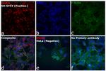 Mouse IgG (H+L) Cross-Adsorbed Secondary Antibody in Immunocytochemistry (ICC/IF)