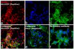 Mouse IgG (H+L) Cross-Adsorbed Secondary Antibody in Immunocytochemistry (ICC/IF)