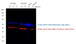 Mouse IgG2a Cross-Adsorbed Secondary Antibody in Western Blot (WB)