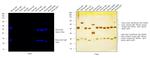 Mouse IgG2b Cross-Adsorbed Secondary Antibody in Western Blot (WB)