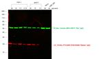 Rabbit IgG (H+L) Cross-Adsorbed Secondary Antibody in Western Blot (WB)