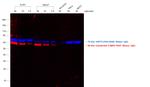 Mouse IgG (H+L) Cross-Adsorbed Secondary Antibody in Western Blot (WB)