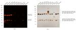 Mouse IgG (H+L) Cross-Adsorbed Secondary Antibody in Western Blot (WB)