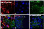 Mouse IgM (Heavy chain) Cross-Adsorbed Secondary Antibody in Immunocytochemistry (ICC/IF)