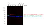 Mouse IgG (H+L) Cross-Adsorbed Secondary Antibody in Western Blot (WB)