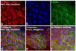 Rabbit IgG (H+L) Cross-Adsorbed Secondary Antibody in Immunocytochemistry (ICC/IF)