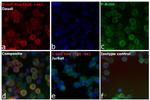 Human IgG (H+L) Cross-Adsorbed Secondary Antibody in Immunocytochemistry (ICC/IF)